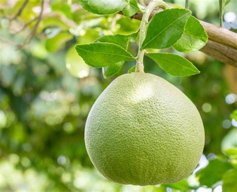 Chakotra Fruit Health Benefits In Hindi | chakotra fruit health ...