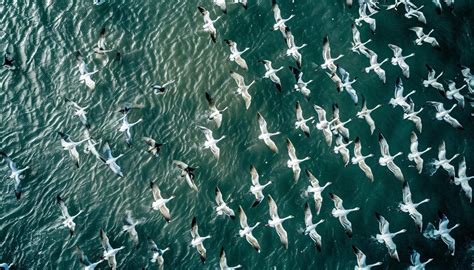 Aerial Photography Using Drones 的图像结果