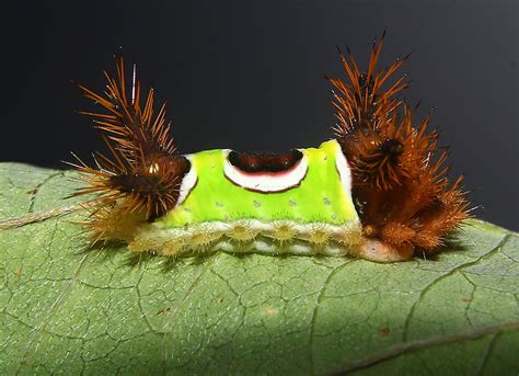 Saddleback Caterpillar