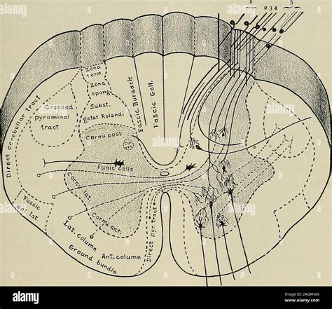 Anterior White Commissure