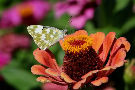 China Animal 的图像结果