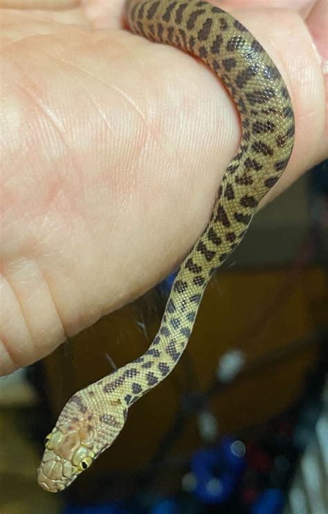 Image result for Stimson Python for Sale