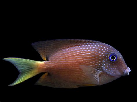 Chennai Aquarium - India’s #1 Online Aquarium & Aquascaping Store