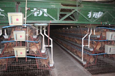 贵州省家禽专班到普安县调研家禽产业发展情况_贵州金禾农业有限公司