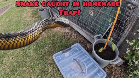 How to Make a Snake Trap Easy 的图像结果