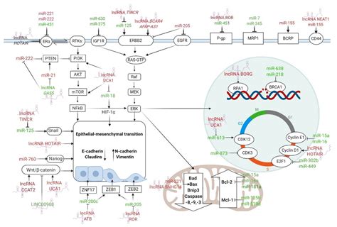 Connecting the Missing Dots: ncRNAs as Critical Regulators of ...