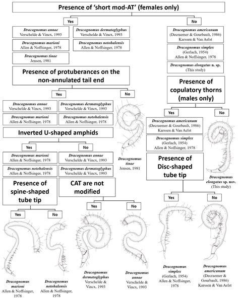 First Record of a Rare New Species of Dracognomus (Nematoda ...