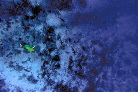 RANGIROA PLONGEE (Tiputa) - 2022 What to Know Before You Go