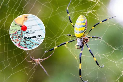 Venomous Invasive Spider's First Sighting in Massachusetts - Newsweek