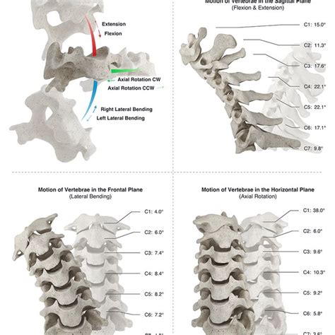 Image result for Motor Control Cervical Rotation