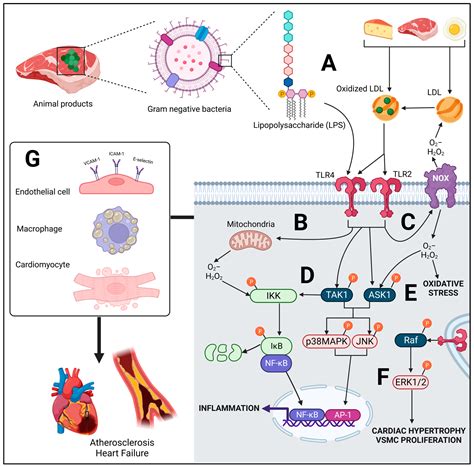 The Impacts of Animal-Based Diets in Cardiovascular Disease Development ...