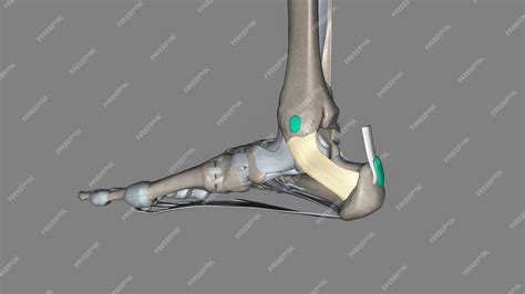 Premium Photo | The flexor retinaculum of the foot extends from the medial malleolus above to ...