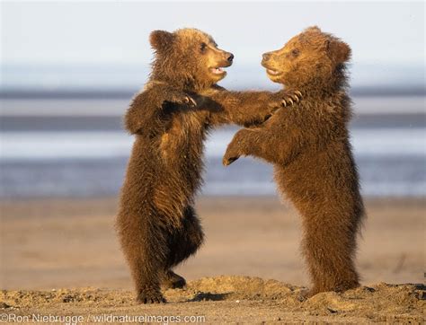 Brown Bear cubs | Lake Clark National Park, Alaska | Photos by Ron ...