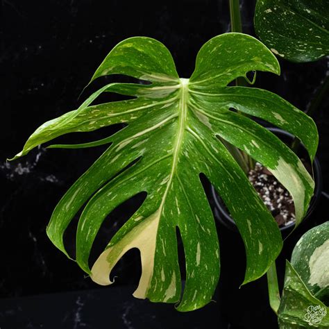 Can Plants Feel Pain? Uncovering the Science Behind Plant Perception and Intelligence – Rare ...