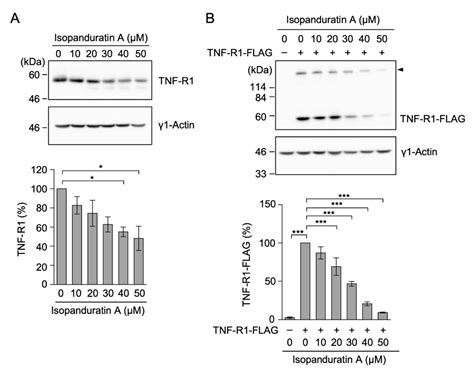 Isopanduratin A Inhibits Tumor Necrosis Factor (TNF)-α-Induced Nuclear ...