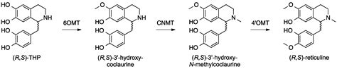 Evaluation of Biosynthetic Pathway and Engineered Biosynthesis of Alkaloids