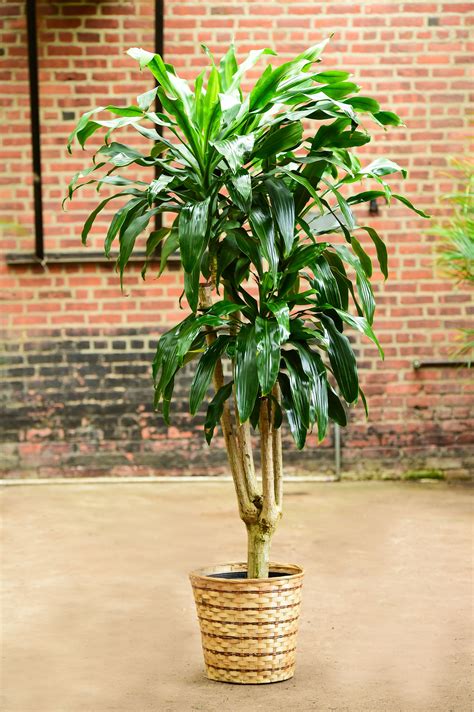 tall mass cane plant care - Jospeh Pogue