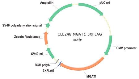 Mgat4 May Play a Role in Increased Sialylation by Overexpressing ...