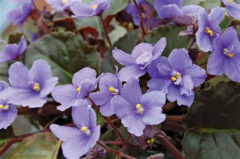 African violet | Description, Houseplant, & Facts | Britannica