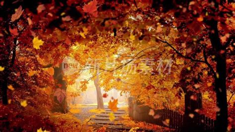 秋天时枫树的落叶的图片