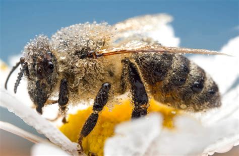 European honey bee, Apis mellifera - Artur Rydzewski nature photography