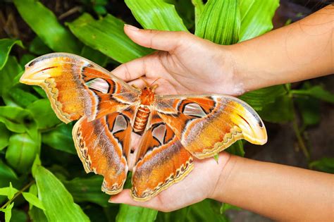 The World’s Largest Moths Rival Some Birds in Size - A-Z Animals