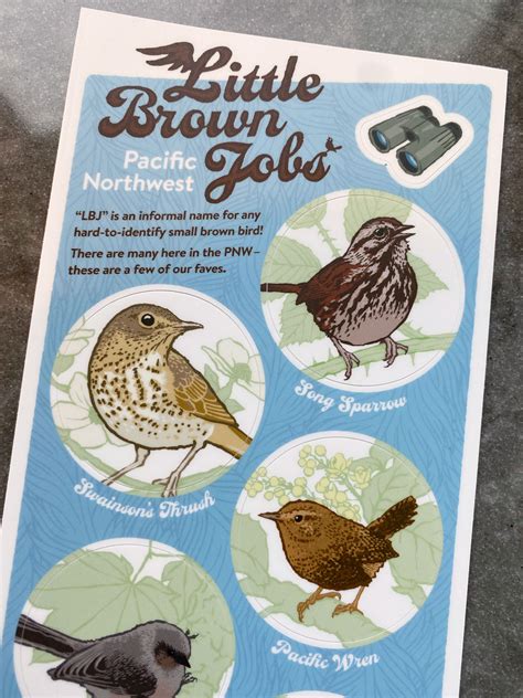 PNW Little Brown Jobs birding sticker sheet » Calyx Design