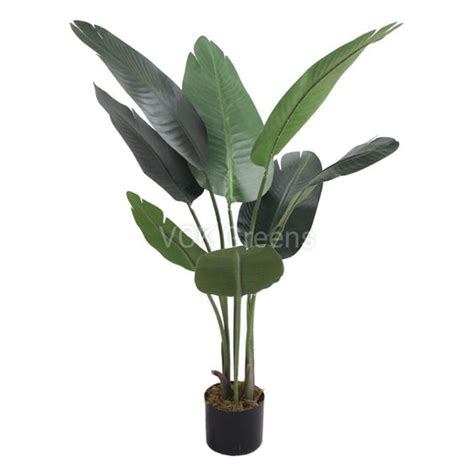 Traveller's Banana Leaf Plants – VCK Greens