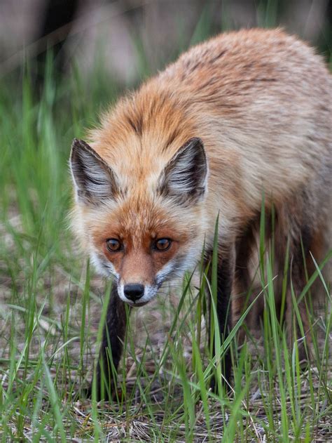 Chernobyl Animal Mutation