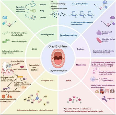 Frontiers | Formation, architecture, and persistence of oral biofilms: recent scientific ...