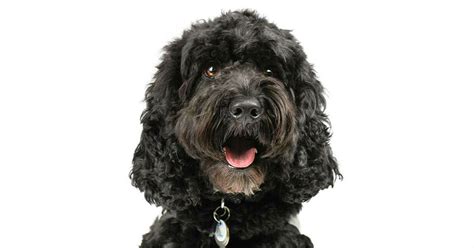 Image result for Cockapoo Training