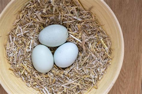 Cream Legbar Chickens - Mranimal Farm