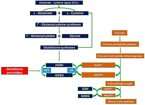 The Protective Role of Glutathione on Zinc-Induced Neuron Death after ...