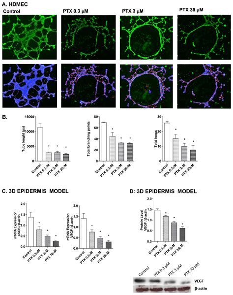 Paclitaxel-Induced Epidermal Alterations: An In Vitro Preclinical ...