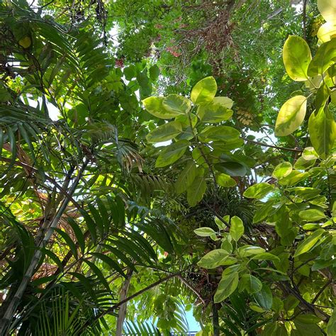 TROPICAL STAY. PH (San Fernando) - Lodge Reviews & Photos - Tripadvisor