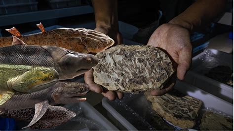 Image result for Fish Evolution Human Animation