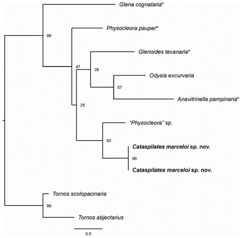 Flightless Females in the Neotropical Moth Genus Cataspilates Warren ...