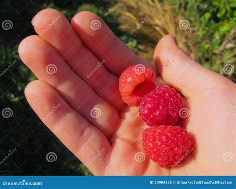 Raspberry picking hand stock image. Image of gourmet - 20904235