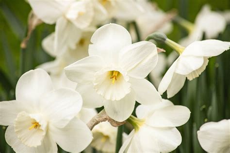 The Official Birth Flower for March - Petal Republic