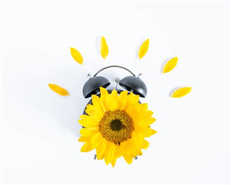 What Do Sunflowers Symbolize?