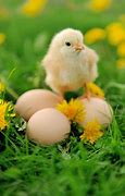 Image result for Spring Baby Animals Images