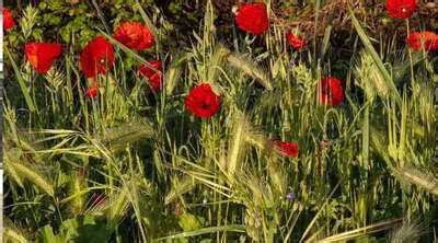 Rising heroin smuggling in northeast linked to Myanmar's poppy ...