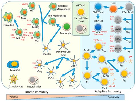 Immunobiology of Atherosclerosis: A Complex Net of Interactions