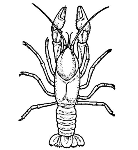 Crawfish Cliparts: A Collection of Illustrations Depicting the Popular ...