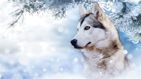 winter, dog, branch, profile, snow, Siberian Husky - Animals wallpapers ...