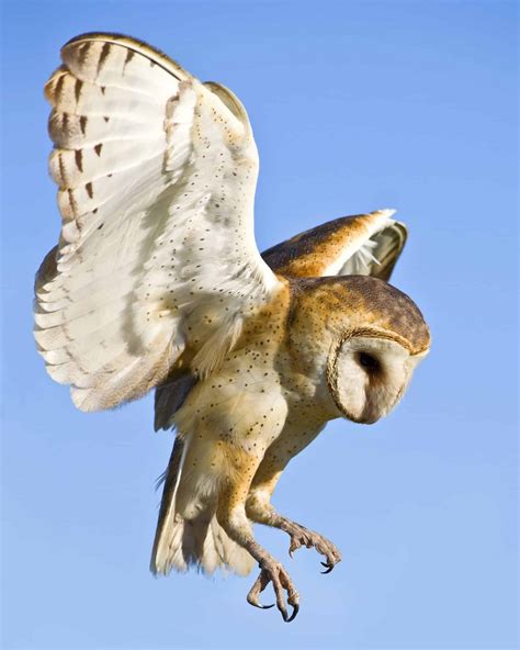 Owl Legs: All You Need to Know! (Pictures & FAQs)
