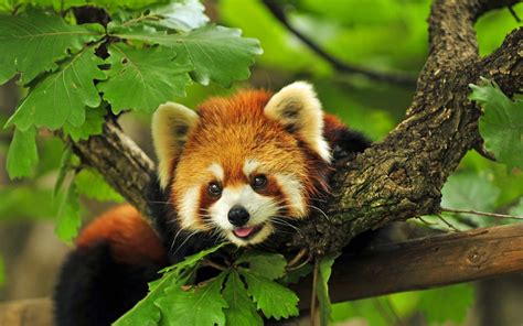 Download Panda Animal Red Panda 4k Ultra HD Wallpaper
