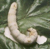 Image result for Telugusoft Python Induction