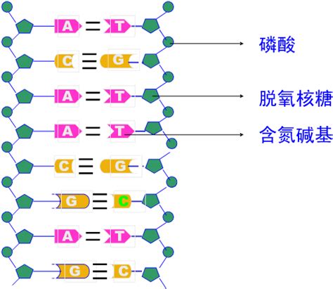 如图是DNA片段的结构图，请据图回答：（1）图甲是DNA片段的________结构，图乙是DNA片段的________结构。（2）从图中可以 ...
