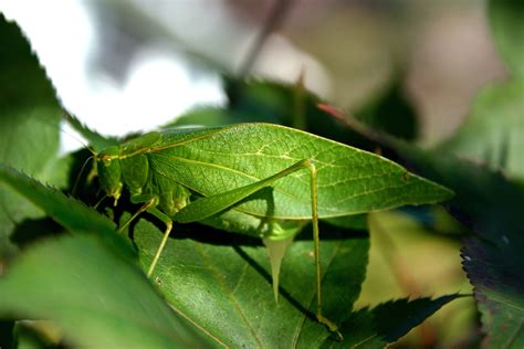 Image result for Alien Bug Queen Hive